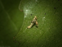 Cyphosticha panconita