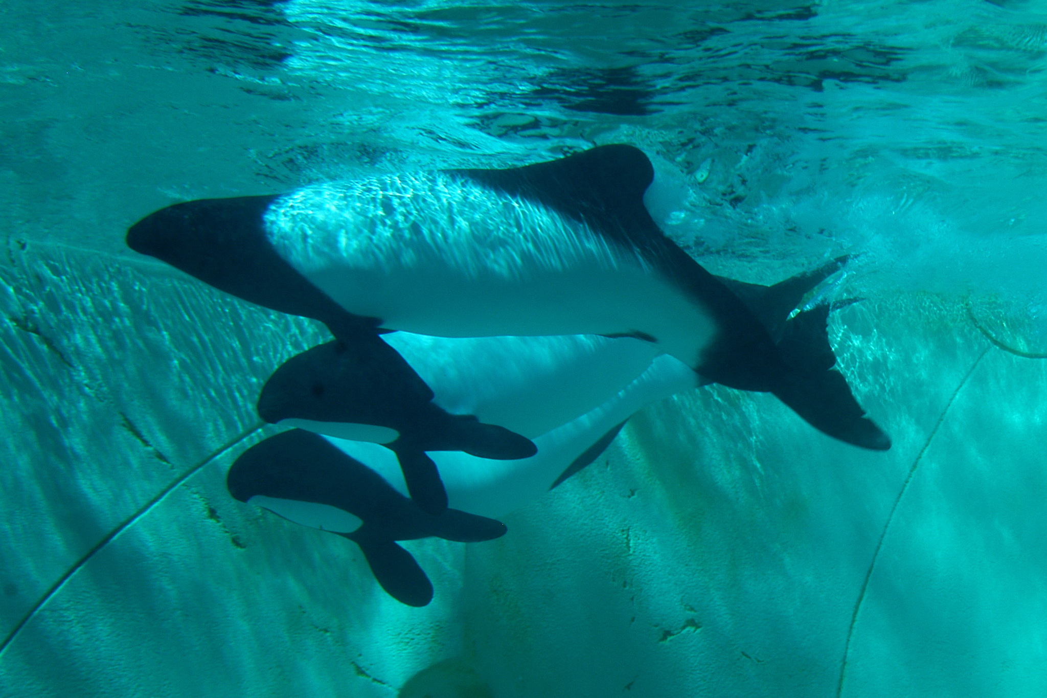 Photos of Commerson&#39;s Dolphin (Cephalorhynchus commersonii) · iNaturalist