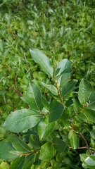 Salix commutata
