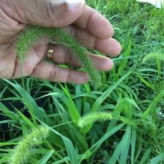 Setaria faberi