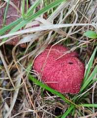Suillus asiaticus