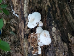 Lentinellus brunnescens