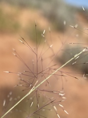 Muhlenbergia pungens