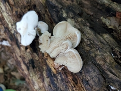 Lentinellus brunnescens