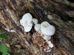 Lentinellus brunnescens
