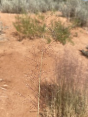 Muhlenbergia pungens