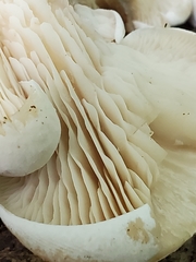 Lentinellus brunnescens