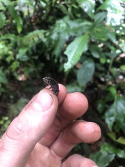 Potamites strangulatus