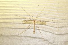 Tricyphona