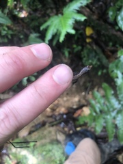 Potamites strangulatus