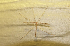 Tricyphona