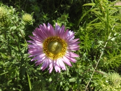 Xanthisma gymnocephalum