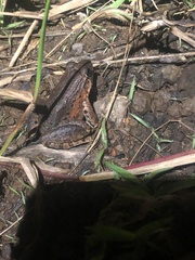 Leptodactylus wagneri