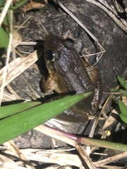 Leptodactylus wagneri
