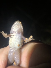 Leptodactylus wagneri