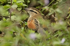Tchagra australis