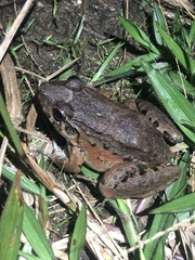 Leptodactylus wagneri