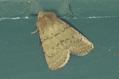 Homorthodes communis