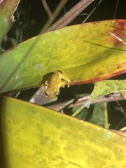 Dendropsophus minutus