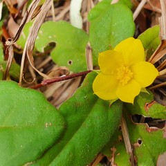 Hibbertia dentata