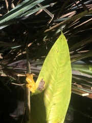 Dendropsophus minutus