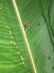 Pristimantis diadematus