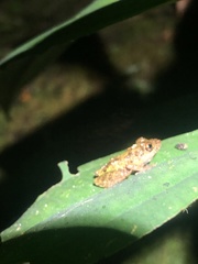 Pristimantis diadematus