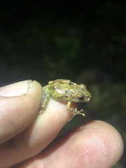 Pristimantis diadematus
