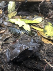 Rhinella dapsilis