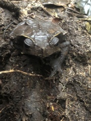 Rhinella dapsilis
