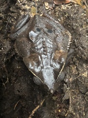 Rhinella dapsilis