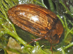 Enochrus melanocephalus