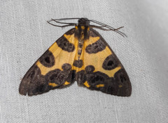 Pantherodes pardalaria