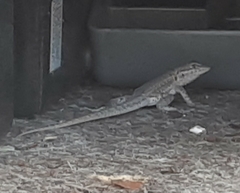 Uta stansburiana elegans