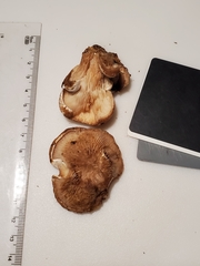 Lentinellus brunnescens