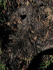 Herpotrichia juniperi