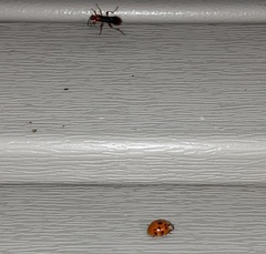 Harmonia axyridis