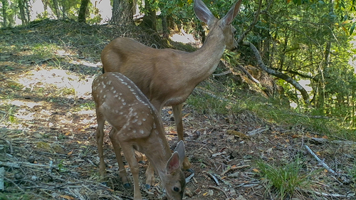 iNaturalist observation photo of Columbian Black-tailed Deer