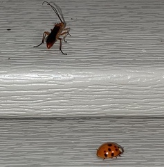 Harmonia axyridis