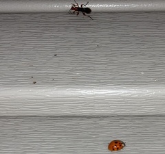 Harmonia axyridis