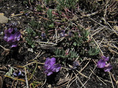 Oxytropis podocarpa