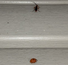 Harmonia axyridis