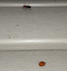 Harmonia axyridis