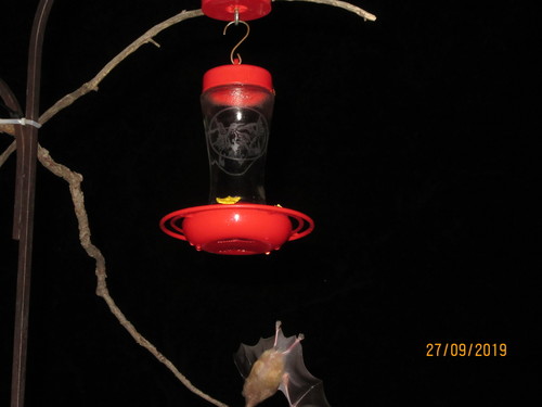 Mexican Long-tongued Bat