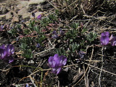 Oxytropis podocarpa