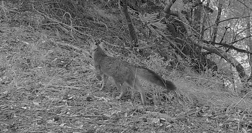 iNaturalist observation photo of Gray Fox