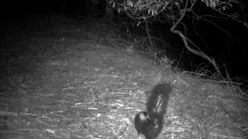 iNaturalist observation photo of Striped Skunk