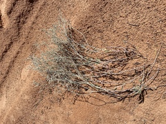 Eriogonum nummulare