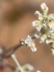 Eriogonum nummulare