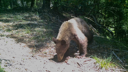 iNaturalist observation photo of American Black Bear